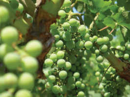 2016 crop statistics released for SLO County