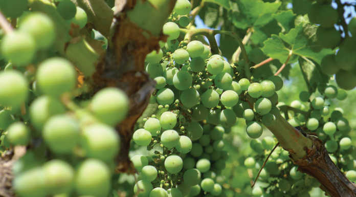 2016 crop statistics released for SLO County