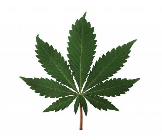 County to host cannabis forum