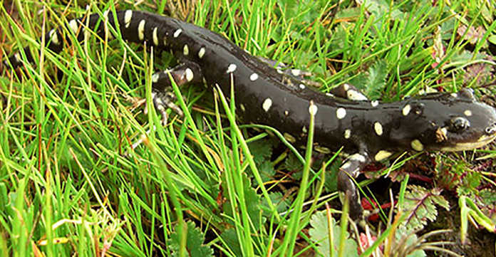 Recovery plan released for threatened salamander