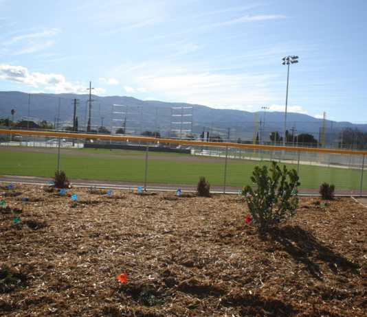 Play ball