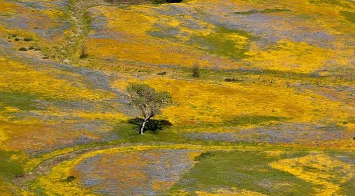 Wildflowers blooming on Army base