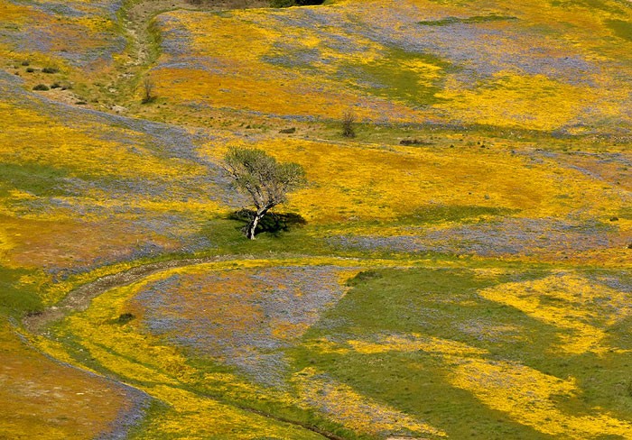 Wildflowers blooming on Army base