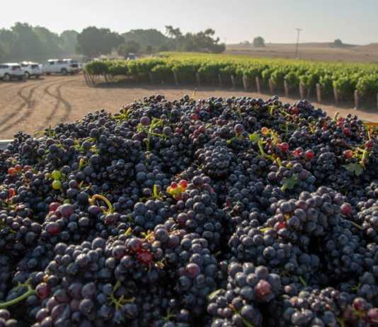 Wine grape harvest begins gradually
