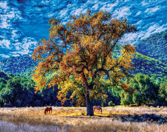 Arts Council announces Fine Arts Calendar artist receptions