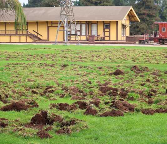 Wild hogs tear up San Lorenzo County Park fields