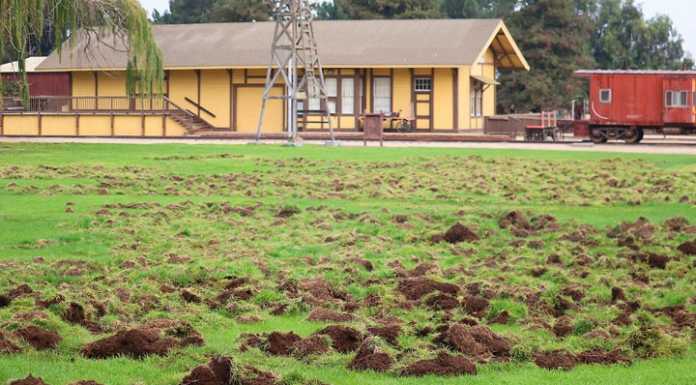 Wild hogs tear up San Lorenzo County Park fields