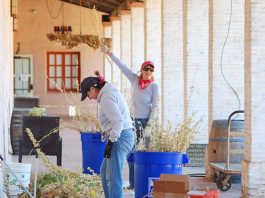 Working hard: Residents help clean up Mission San Antonio