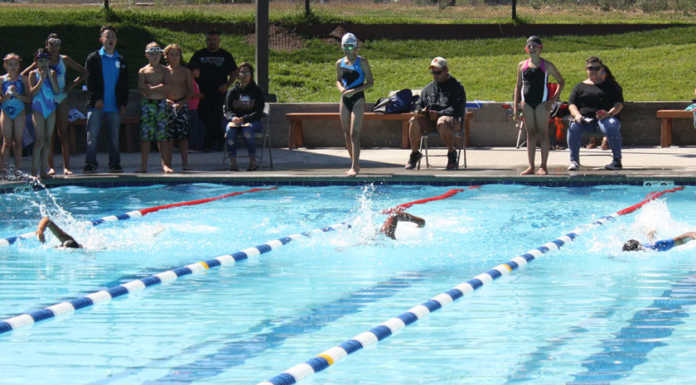 Sharks vs. Stingrays