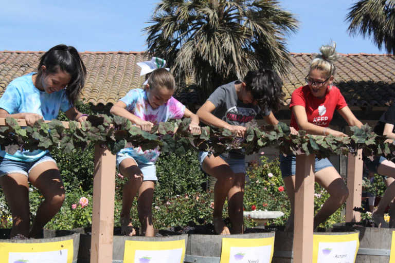 GRAPE STOMP