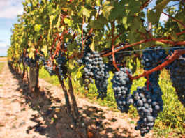 Celebrate coming of harvest in Paso Robles wine country