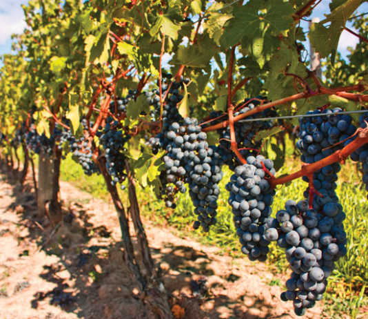 Celebrate coming of harvest in Paso Robles wine country