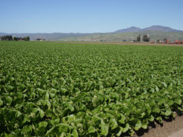 VALLEY VIEWS | April 6, 2020 Photo Gallery