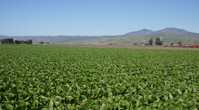 VALLEY VIEWS | April 6, 2020 Photo Gallery